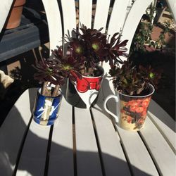 Succulents 