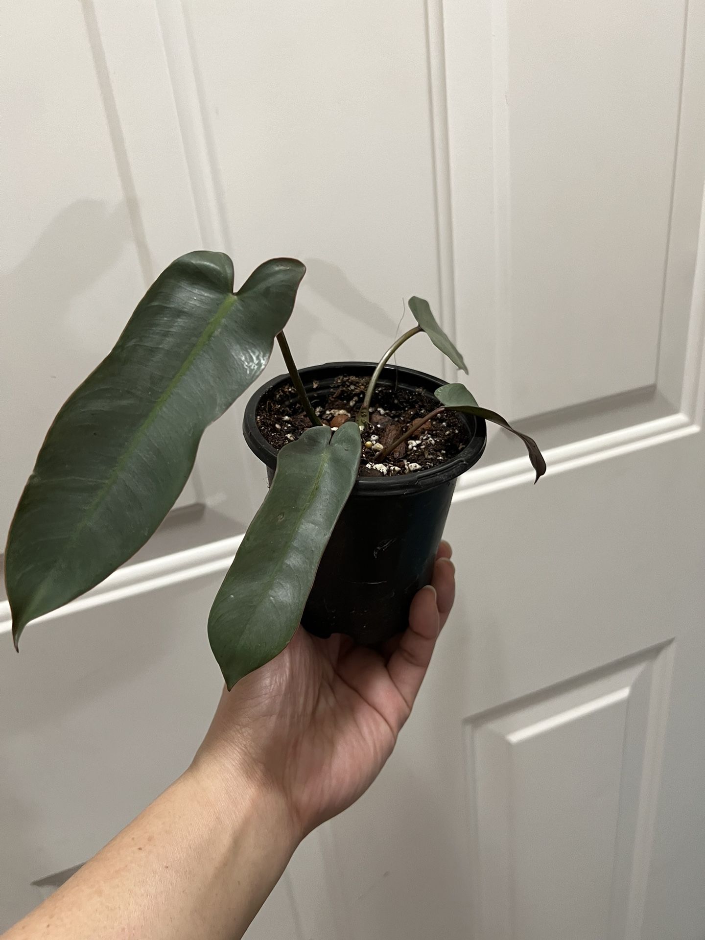 Philodendron Billietiae