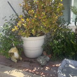 Big Plant Pot  Diferente Plants 