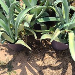 Agave Azul Plants