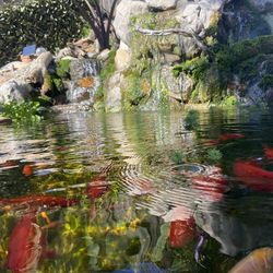 Backyard koi Ponds And Waterfalls