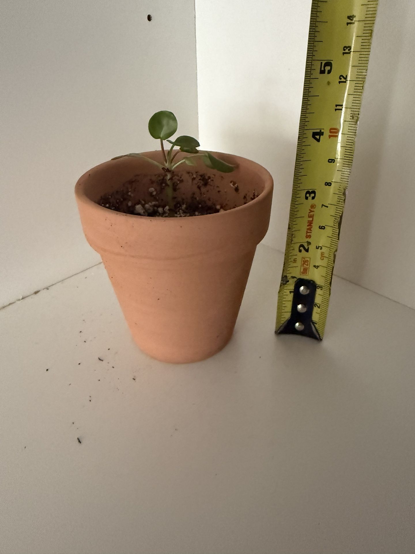 Houseplant Chinese Money Plant