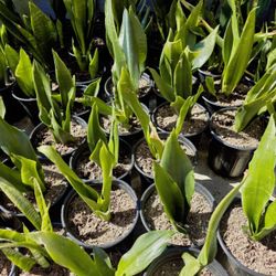 Mother’s Day Plants 