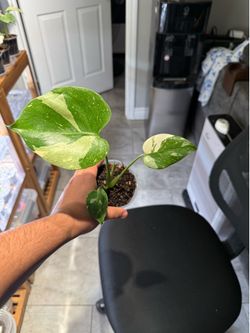 Monstera Creme Brulee