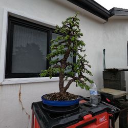 Bonsai Dwarf Jade 
