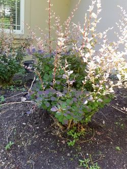 Barberry plants