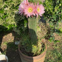 Cactus