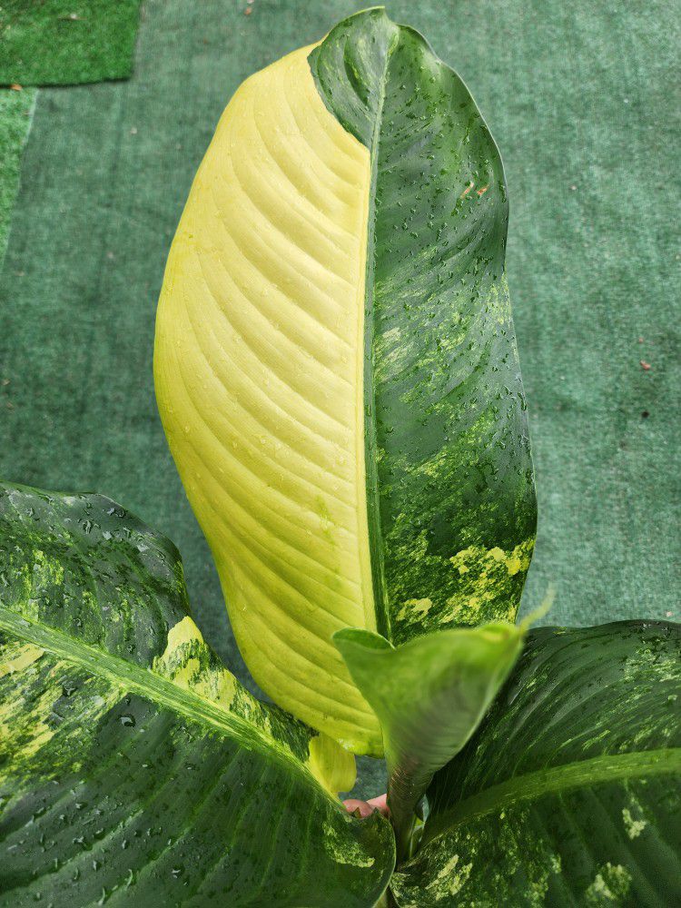 Diffenbachia Big Ben Rare Variegated Plant 