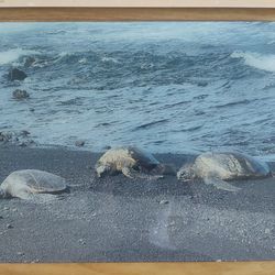 Sea turtle metal print wall art