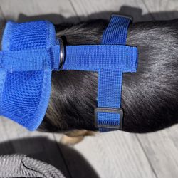 Dog Harness For Small Dogs