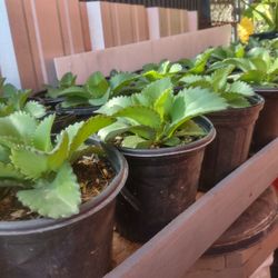 Mala Madre Plants $6.00 Each / Cada Una In Donna Inside The City Not Far From Old 83