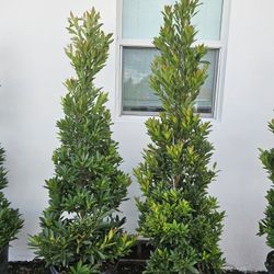 topiary cones and spirals Japanese Blueberry  