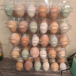 Fresh Eggs/Huevos Frescos