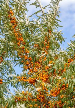 sea buckthorn Plant- Облипиха 