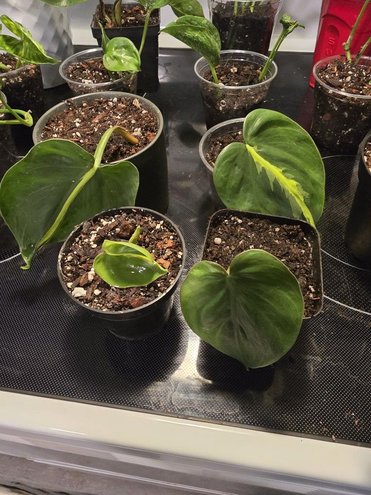 Plants Plants Plants 