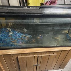 75g tank with stand,  hoods, light fixtures