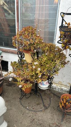 Wrought Iron plant stand