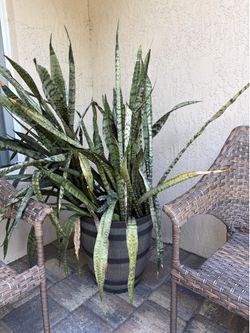 Plant and planter FREE