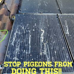 Solar panel mesh guards