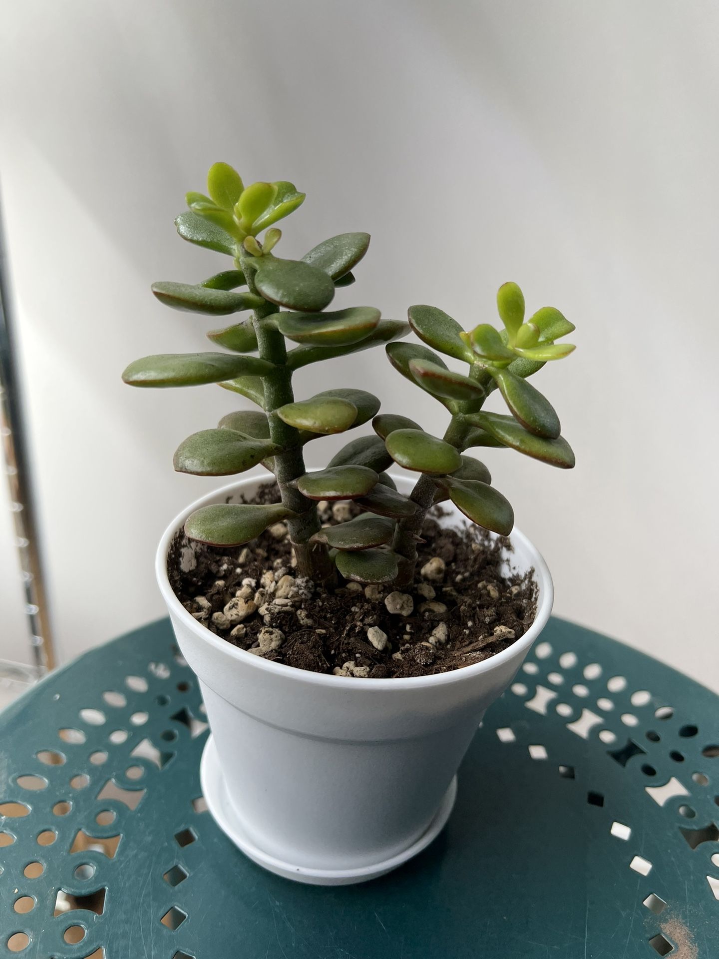 Jade Plant