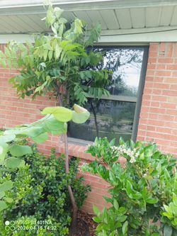 Bonito árbol de nuez listo para trasplantar $45 Dlls