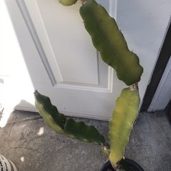 Dragon Fruit Plant With Pot