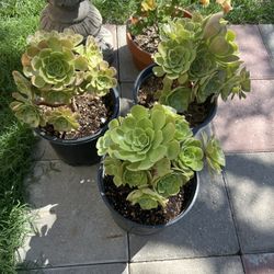 Succulent Plants 