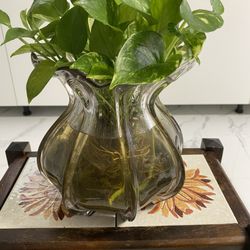 Large Pothos Plant & Vase