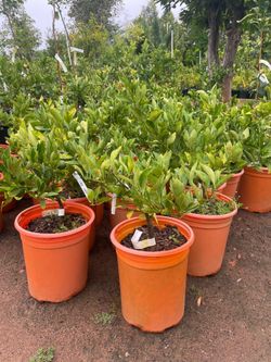 5 Gallon Size- Fruiting Age- Citrus Trees