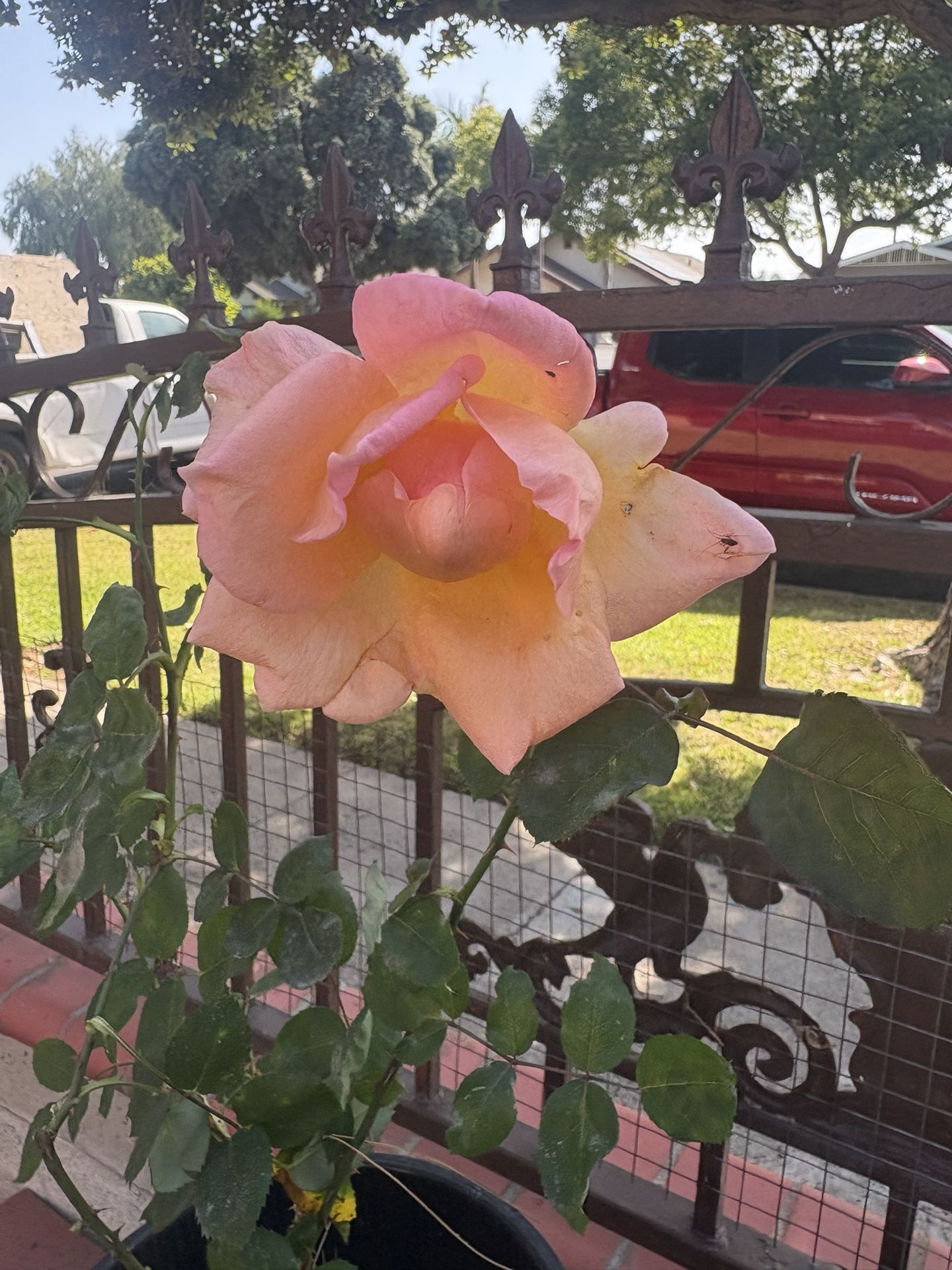 Rose Plant