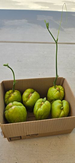Chayote Plants.  6 for $10.