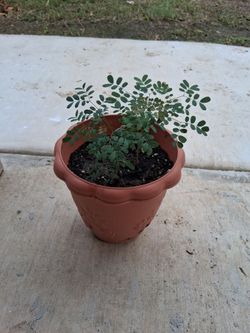Barbados Pride Plant 🪴