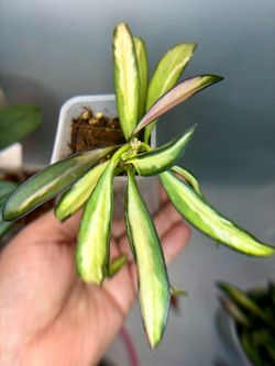 Hoya Wayetti Tricolor