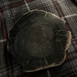 Large piece of petrified wood Heavy