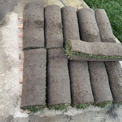 Elite plus fescue sod