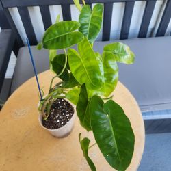 6 Inch Tropical Plant 