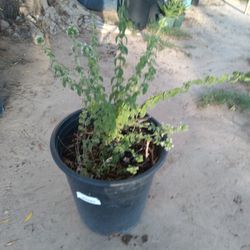 Oregano Plant$10