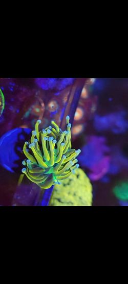 og holy grail send fair offer 