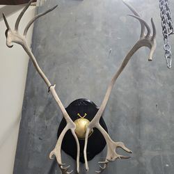 Caribou Antler Mount