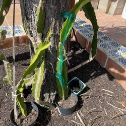 Dragon Fruit Plants 