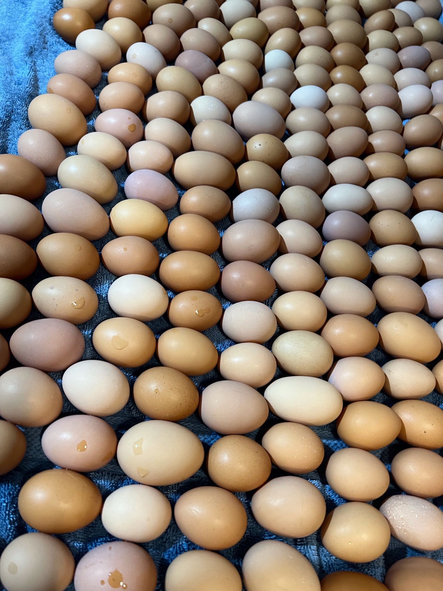 Local Fresh Farm Eggs