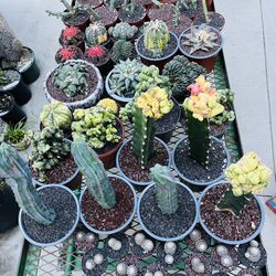 Cactus 🌵 Imported On Sale $30-$90