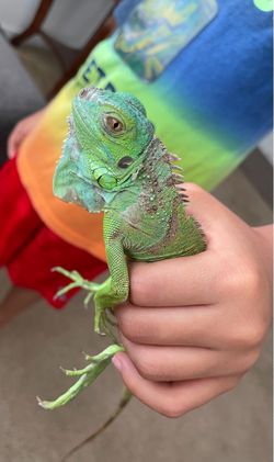 Reptile iguana tank