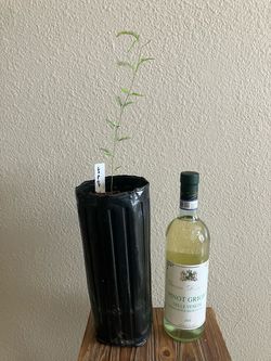 Mesquite hybrid low-pod 1’ tree
