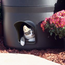 Cat House 