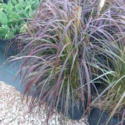 Purple Fountain Grass 