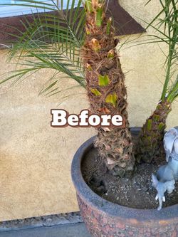 Palms