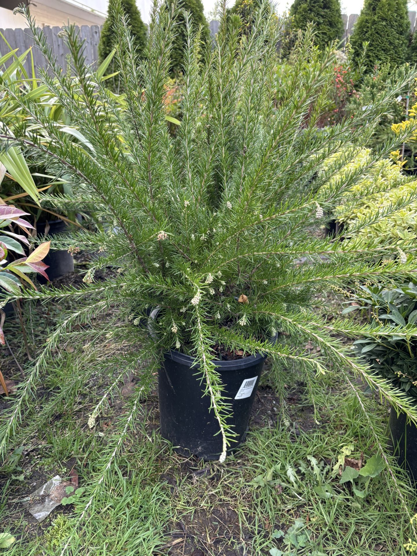 Grevillea ‘Canberra Gem’ ( Spider Plant) 5gal