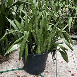 Snake Plant 