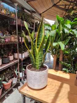 Snake Plant